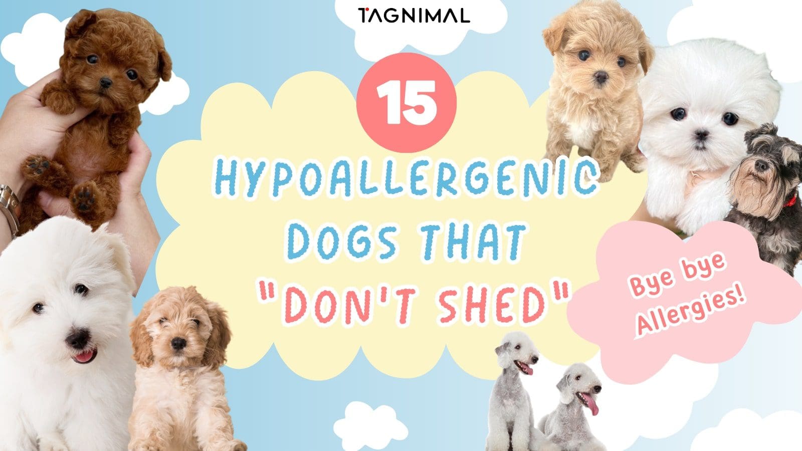 15 Hypoallergenic Dogs Don’T Shed  