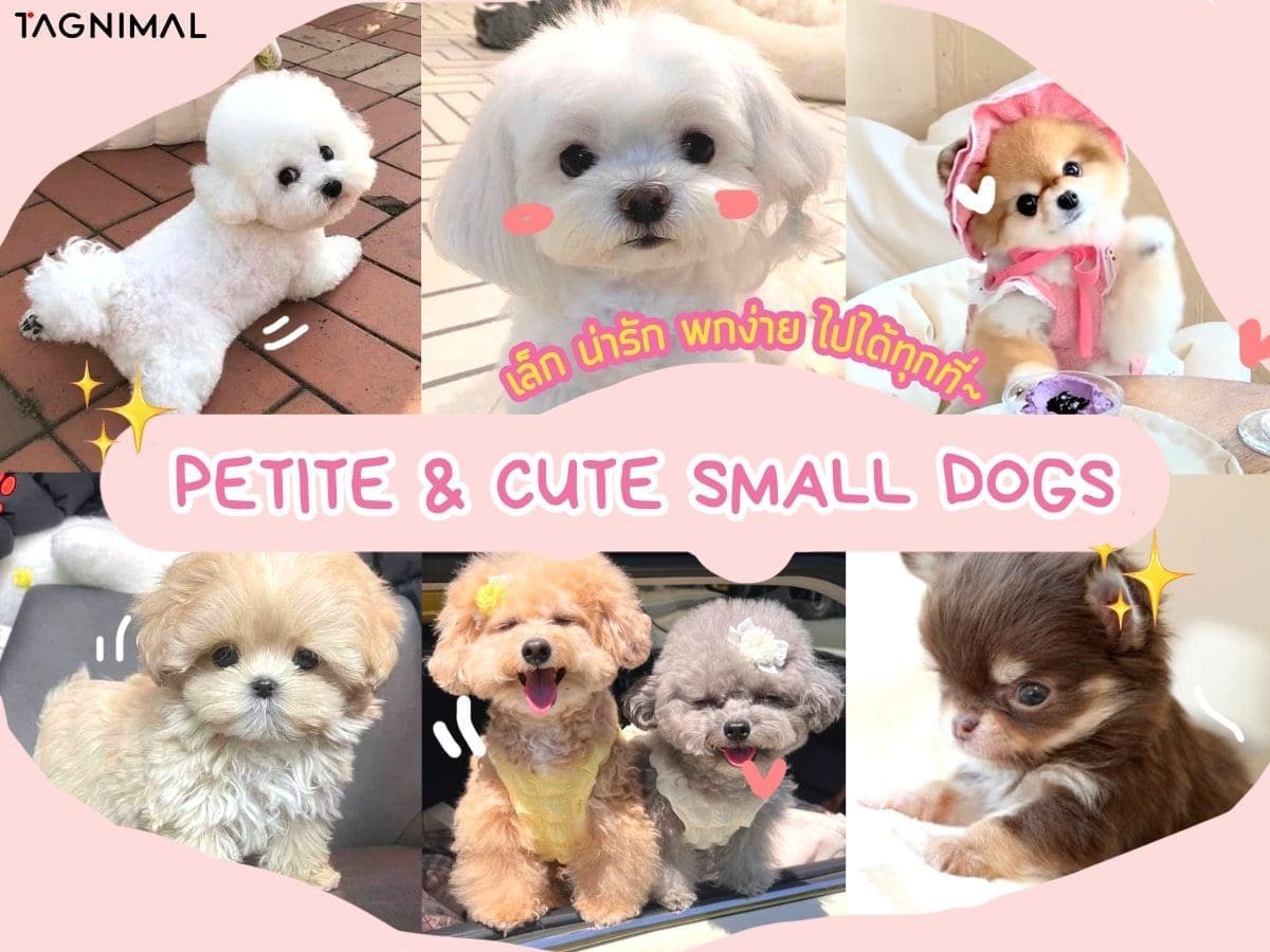 papillon dog, Toy Dogs, Small Dog Breeds vs Teacup, Pocket Dogs